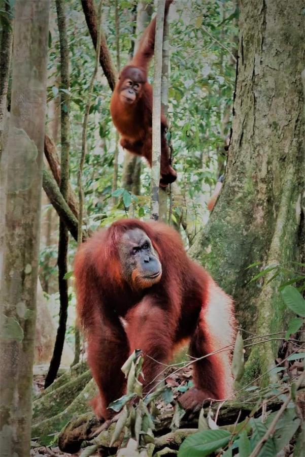 Bukit Lawang Hotel Buitenkant foto