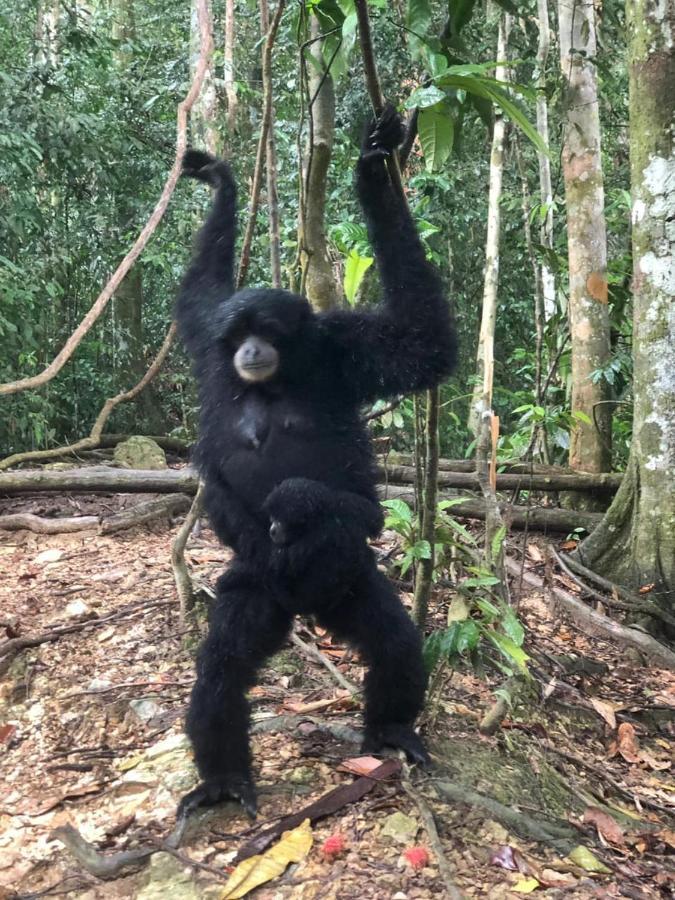 Bukit Lawang Hotel Buitenkant foto