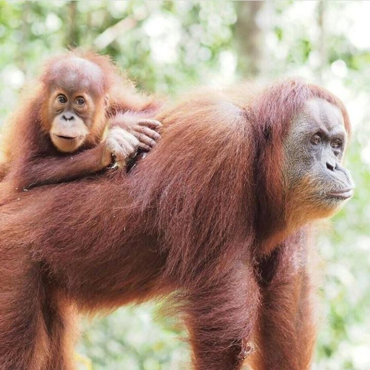 Bukit Lawang Hotel Buitenkant foto