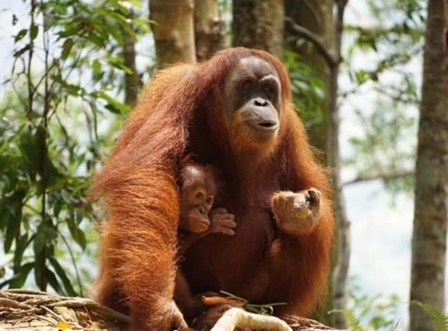 Bukit Lawang Hotel Buitenkant foto
